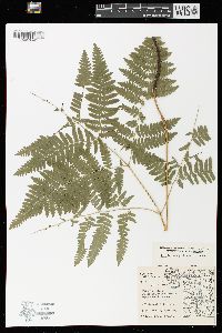 Pteridium aquilinum var. latiusculum image