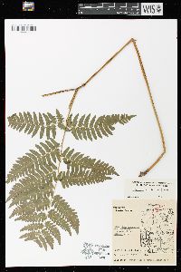 Pteridium aquilinum var. latiusculum image