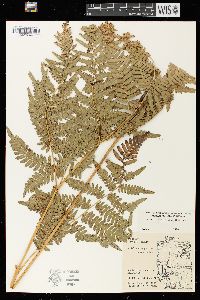 Pteridium aquilinum var. latiusculum image