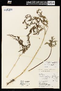 Pteridium aquilinum var. latiusculum image