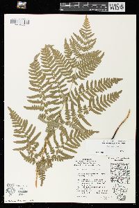 Pteridium aquilinum var. latiusculum image