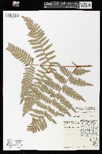 Pteridium aquilinum var. latiusculum image