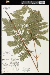 Pteridium aquilinum var. latiusculum image