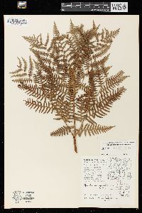 Pteridium aquilinum var. latiusculum image