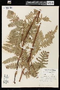 Pteridium aquilinum var. latiusculum image