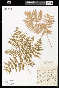 Pteridium aquilinum var. latiusculum image