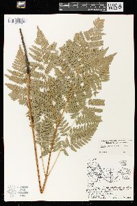 Pteridium aquilinum var. latiusculum image