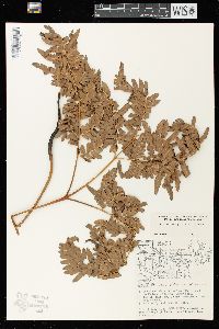 Pteridium aquilinum var. latiusculum image