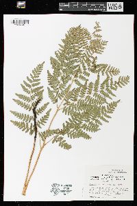 Pteridium aquilinum var. latiusculum image