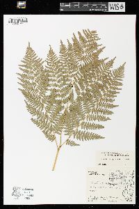 Pteridium aquilinum var. latiusculum image