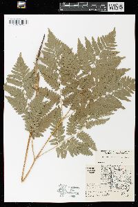 Pteridium aquilinum var. latiusculum image