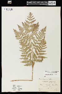 Pteridium aquilinum var. latiusculum image