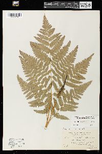 Pteridium aquilinum var. latiusculum image