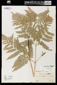Pteridium aquilinum var. latiusculum image