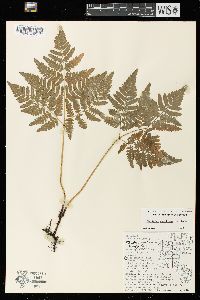 Pteridium aquilinum var. latiusculum image