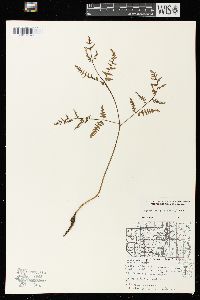 Pteridium aquilinum var. latiusculum image