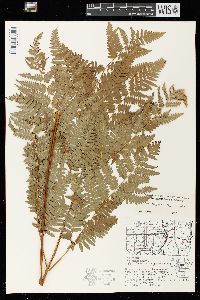 Pteridium aquilinum var. latiusculum image