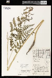 Pteridium aquilinum var. latiusculum image