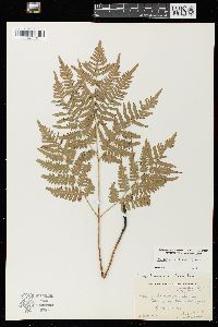 Pteridium aquilinum var. latiusculum image