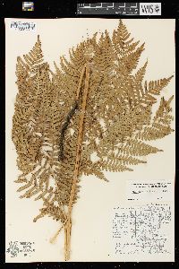 Pteridium aquilinum var. latiusculum image