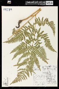 Pteridium aquilinum var. latiusculum image