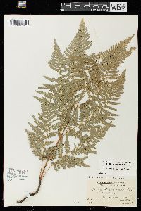 Pteridium aquilinum var. latiusculum image