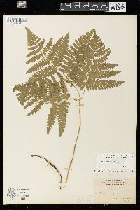 Pteridium aquilinum var. latiusculum image