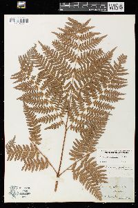 Pteridium aquilinum var. latiusculum image