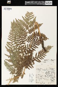 Pteridium aquilinum var. latiusculum image