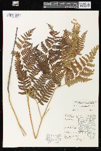 Pteridium aquilinum var. latiusculum image