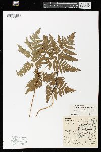 Pteridium aquilinum var. latiusculum image