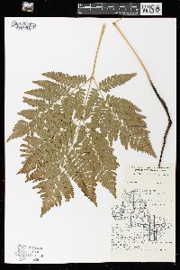 Pteridium aquilinum var. latiusculum image