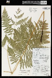 Pteridium aquilinum var. latiusculum image