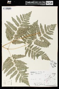 Pteridium aquilinum var. latiusculum image