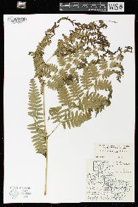 Pteridium aquilinum var. latiusculum image