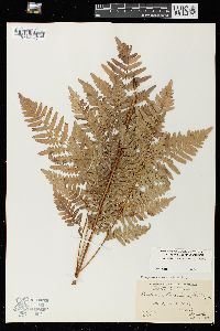 Pteridium aquilinum var. latiusculum image