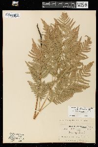 Pteridium aquilinum var. latiusculum image