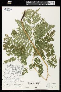 Pteridium aquilinum var. latiusculum image