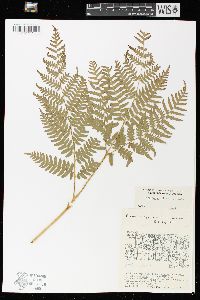 Pteridium aquilinum var. latiusculum image