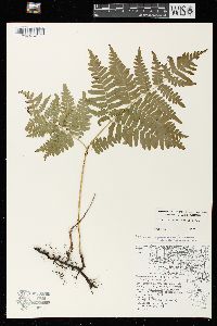 Pteridium aquilinum var. latiusculum image