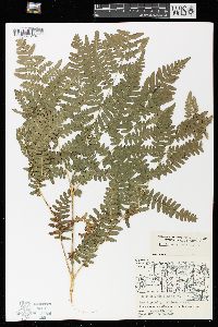 Pteridium aquilinum var. latiusculum image