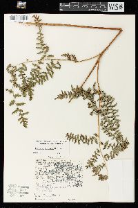 Pteridium aquilinum var. latiusculum image