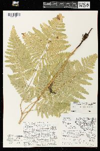 Pteridium aquilinum var. latiusculum image