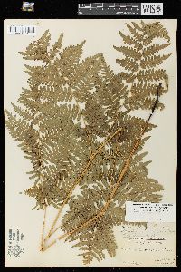 Pteridium aquilinum var. latiusculum image