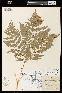 Pteridium aquilinum var. latiusculum image