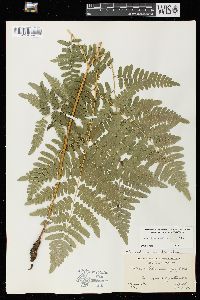 Pteridium aquilinum var. latiusculum image