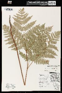 Pteridium aquilinum var. latiusculum image