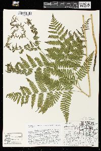 Pteridium aquilinum var. latiusculum image