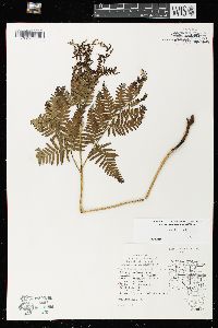 Pteridium aquilinum var. latiusculum image