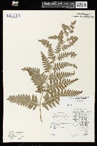 Pteridium aquilinum var. latiusculum image